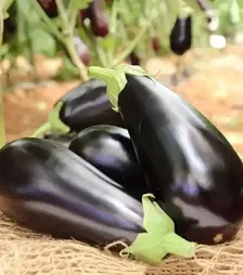 Насіння баклажану Мідас F1, п.о. 500 насінин (Bakker Brothers)