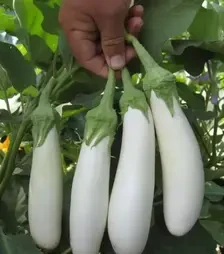 Насіння баклажану Мобі Дік F1, п.о. 1 тис.  насінин (Libra Seeds)