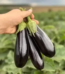 Насіння баклажану Рома F1, п.о. 500 насінин (Sakata)