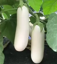 Насіння баклажану CRX 50153 F1, п.о. 500 насінин (Cora Seeds)