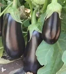 Семена баклажана Мадалены F1, п.е. 1 тыс. семян (Hazera)