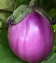 Насіння баклажану Беати F1, п.о. 1 тис. насінин (Semo)