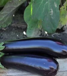 Насіння баклажану Естелле F1, п.о. 1 тис. насінин (Rijk Zwaan)