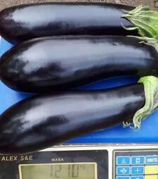 Насіння баклажану Ірис F1, п.о. 1 тис. насінин (Cora Seeds)