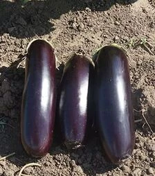 Насіння баклажану Мадалена F1, п.о. 250 насінин (Hazera)