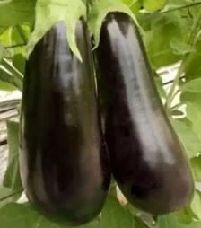 Насіння баклажану Навал F1, п.о. 1 тис. насінин (Sakata)