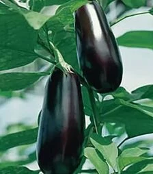 Насіння баклажану Шарапова F1, п.о. 1 тис. насінин (Rijk Zwaan)