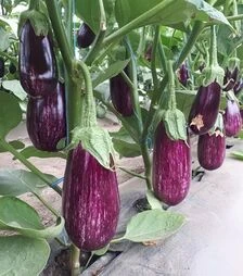 Насіння баклажану CRX 50141 F1, п.о. 1 тис насінин (Cora Seeds)