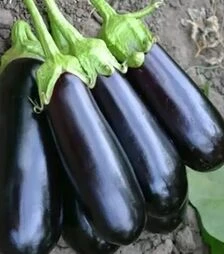 Семена баклажана Миринда F1, п.е. 1 тыс семян (Spark Seeds)