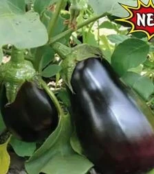 Насіння баклажану Модар F1, п.о. 1 тис насінин (Lark Seeds)