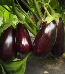 Семена баклажана Неро, 1 кг (Moravoseed)