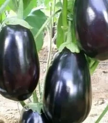 Семена баклажана Раунд F1, п.о 500 семян (Yuksel Tohum)