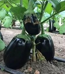 Насіння баклажану Рафаела F1, п.о. 1 тис насінин (Clause)