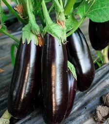 Насіння баклажану Честер F1, п.о. 1 тис насінин (Ergon)