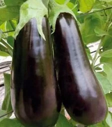 Семена баклажана Навал F1, п.о 500 семян (Sakata)