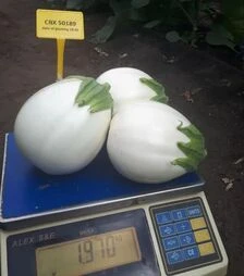 Насіння баклажану CRX 50189 F1, п.о. 1 тис. насінин (Cora Seeds)