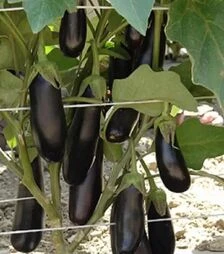 Насіння баклажану Дестан F1, 10 г (Enza Zaden)