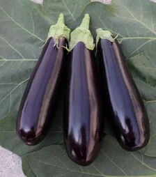 Насіння баклажану ES 35008 F1, п.о. 500 насінин (Ergon)