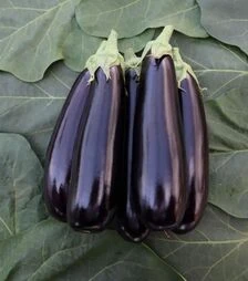 Насіння баклажану ES 35007 F1, п.о. 500 насінин (Ergon)