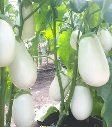 Насіння баклажану CRX 50187 F1, п.о. 1 тис. насінин (Cora Seeds)