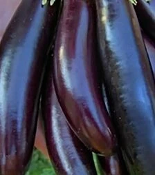 Семена баклажана Гоби, 50 г (Moravoseed)