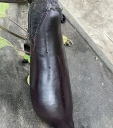 Насіння баклажану Ден F1, п.о. 1 тис. насінин (Spark Seeds)