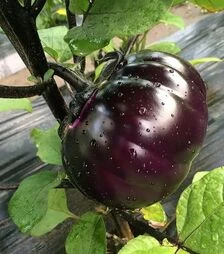 Насіння баклажану Джаз F1, п.о. 1 тис. насінин (Spark Seeds)