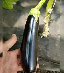 Семена баклажана Караман F1, п.е. 1 тыс. семян (Libra Seeds)