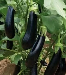 Семена баклажана Мабел F1, п.е. 250 семян (Vitalis)