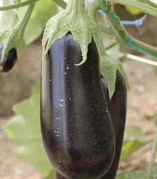 Насіння баклажану Ельдорадо F1, п.о. 1 тис. насінин (Libra Seeds)