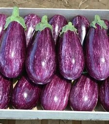 Семена баклажана Рико F1, п.е. 1 тыс. семян (Spark Seeds)