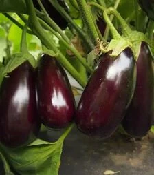 Семена баклажана Неро, 50 г (Moravoseed)