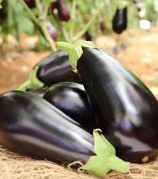 Семена баклажана Мидас F1, п.е. 1 тыс. семян (Bakker Brothers)