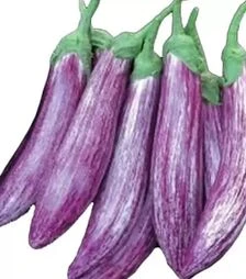 Семена баклажана Зебрино F1, п.е. 500 семян (Yuksel Tohum)