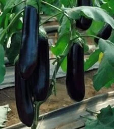 Семена баклажана Найт Леди F1, п.е. 1 тыс. семян (United Genetics)