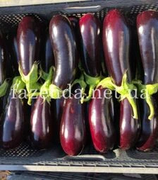 Семена баклажана Анатолия F1, п.о. 100 семян (Rijk Zwaan)