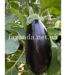 Семена баклажана Визир F1, п.о. 500 семян (Yuksel)