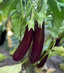 Семена баклажана Дар F1, п.о. 500 семян (Spark Seeds)