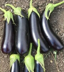 Семена баклажана Дестан F1, 10 г (Enza Zaden)