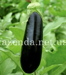 Семена баклажана Эльдорадо F1, п.о. 250 семян (Libra Seeds)