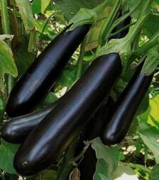 Семена баклажана Эстелле F1, п.о. 100 семян (Rijk Zwaan)