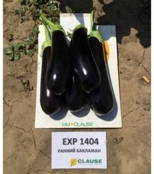 Насіння баклажана Казимир F1, п.о. 100 насінин (Clause)