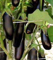 Семена баклажана Каранта F1, п.о. 500 семян (BT TOHUM)