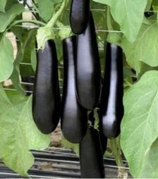 Семена баклажана Каратека F1, п.о. 1 тыс. семян (BT TOHUM)