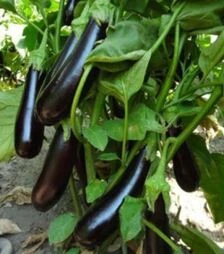 Семена баклажана Кемер 27, 10 г (BT TOHUM)