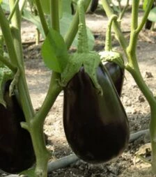 Семена баклажана Красан F1, 100 г (Semo)