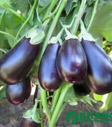 Семена баклажана КС 1258 F1, п.о. 100 семян (Kitano Seeds)