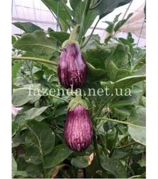 Семена баклажана Лейри F1, п.о. 100 семян (Rijk Zwaan)