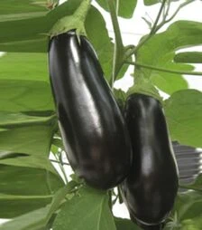 Семена баклажана Мадалена F1, п.о. 1 тыс. семян (Hazera)