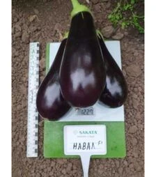 Семена баклажана Навал F1, п.о. 100 семян (Sakata)